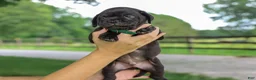 Mixed Breed dogs for sale: Yosemite Jug Puppy - Ad 5