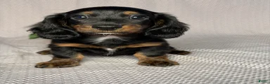 Kara