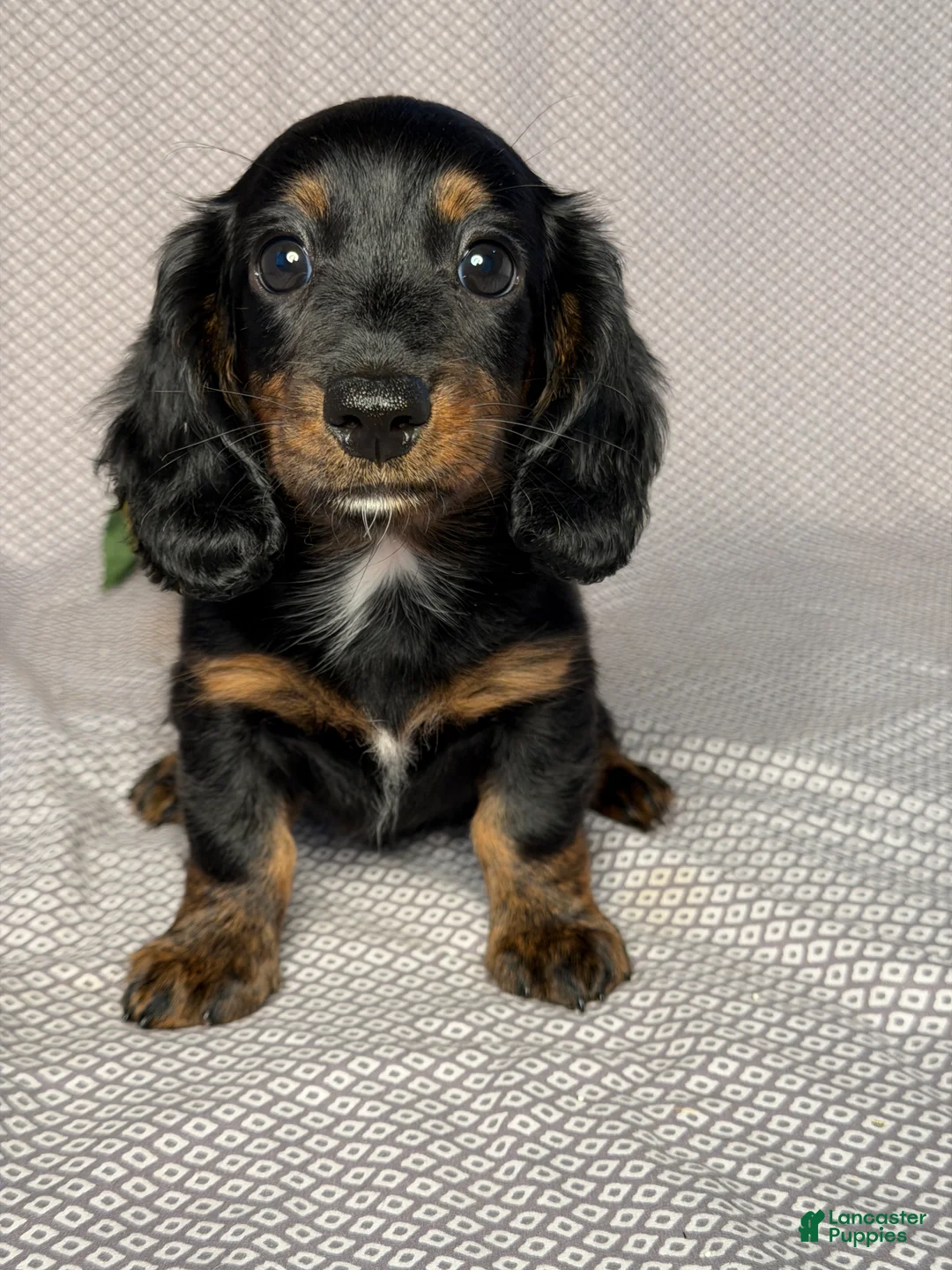 Dachshund dogs for sale: Kara - Ad 1