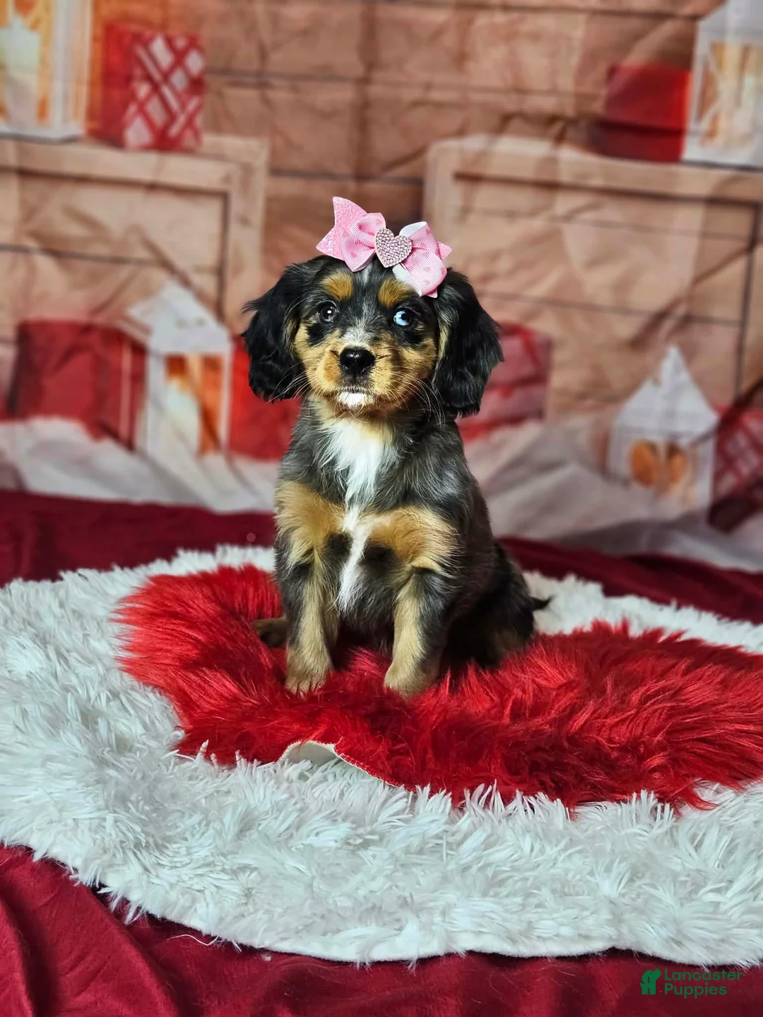 Miniature Bernese Mountain Dog dogs for sale:  Blue eyed beauty  - Ad 3