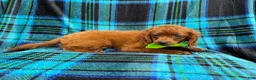 Cavapoo dogs for sale: Dakota - Ad 3