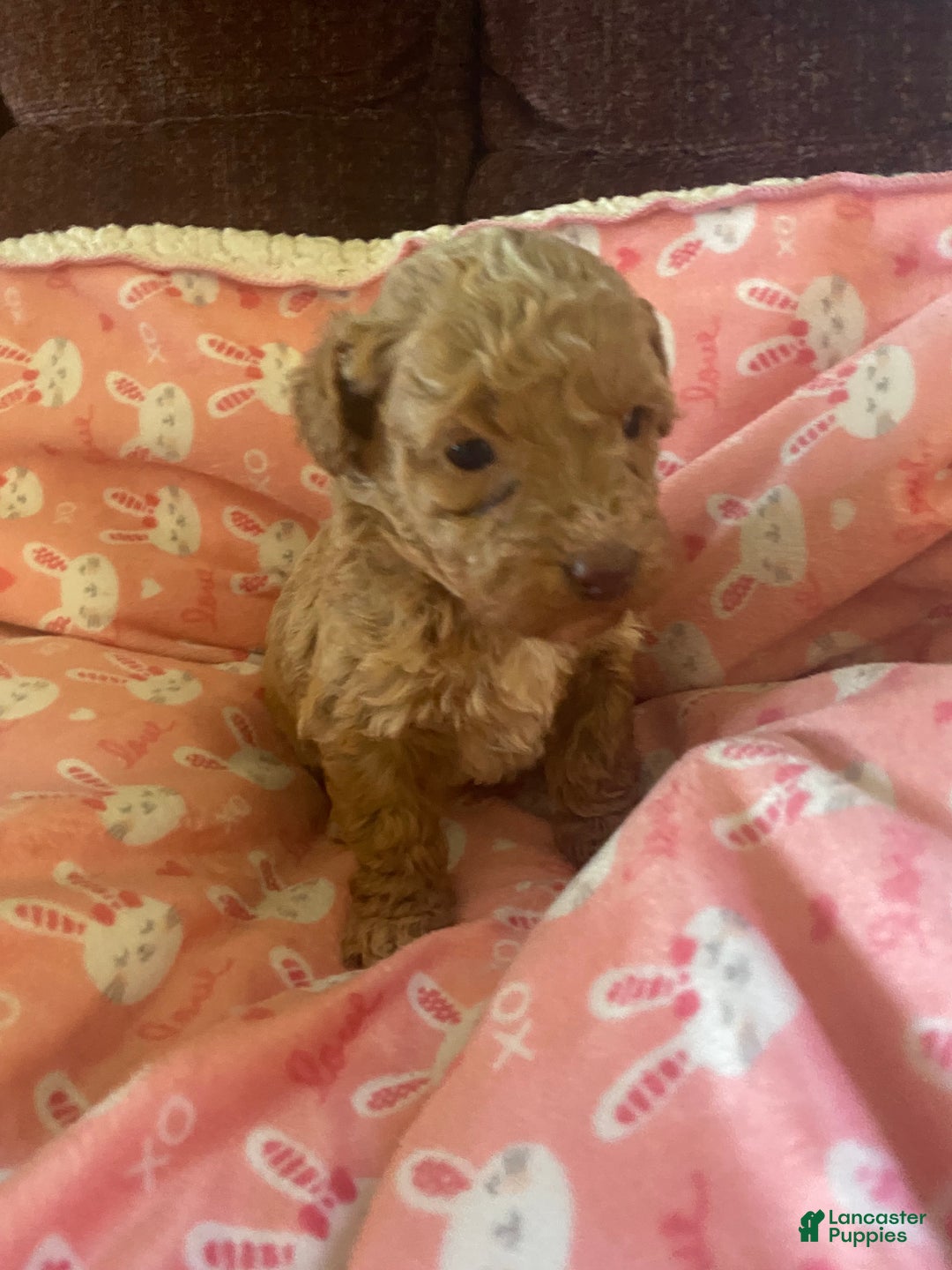 Mini Goldendoodle dogs for sale: Lula - Ad 2