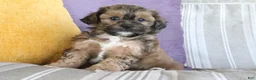 Shihpoo dogs for sale: Stephanie - Ad 3
