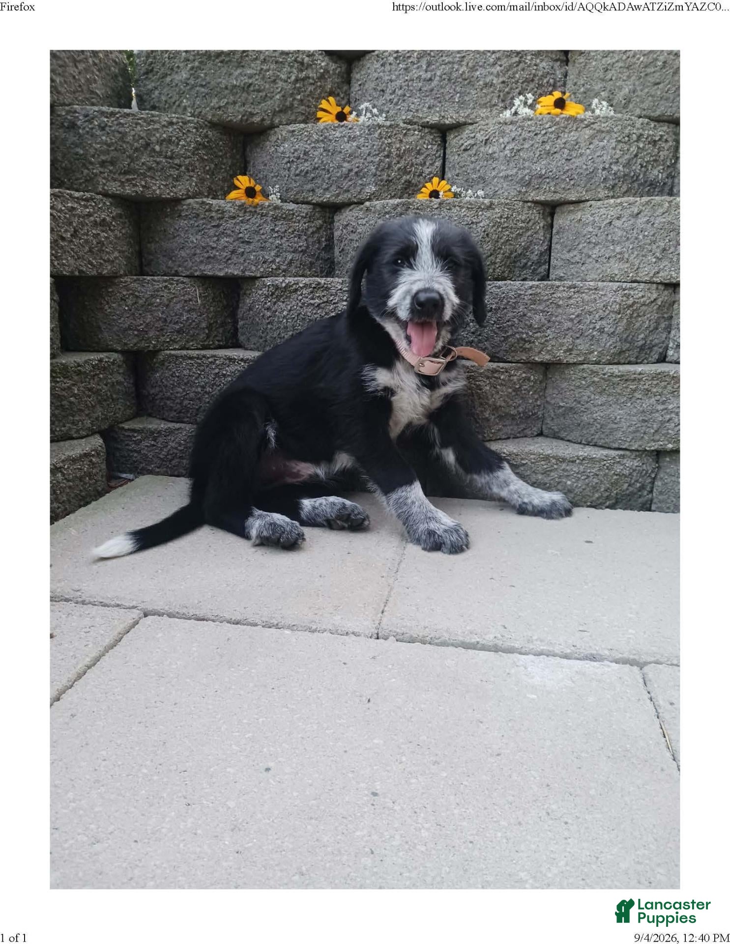 Mixed Breed dogs Mabel - Ad 2