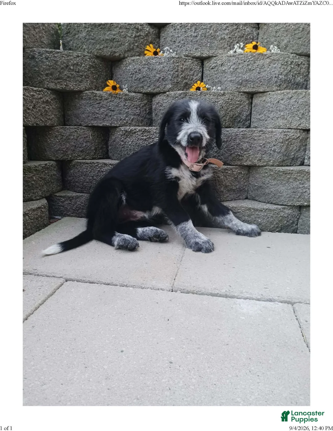 Mixed Breed dogs for sale: Mabel - Ad 2