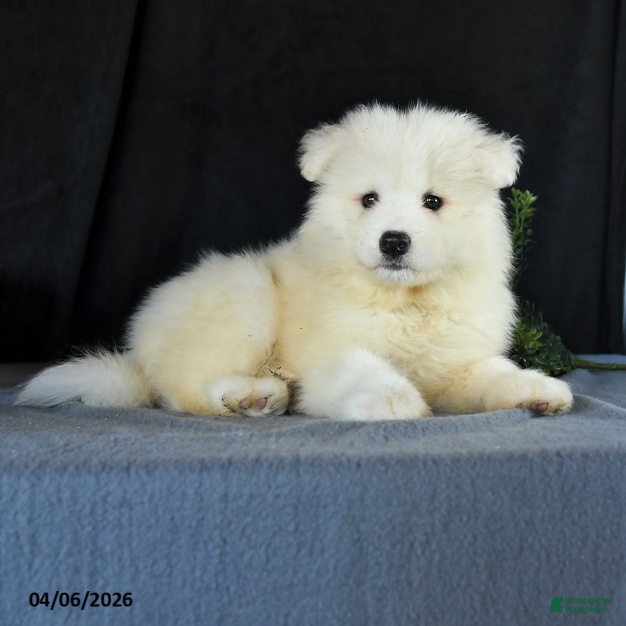 Samoyed dogs Darrell - Ad 2
