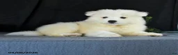Samoyed dogs for sale: Darrell - Ad 2