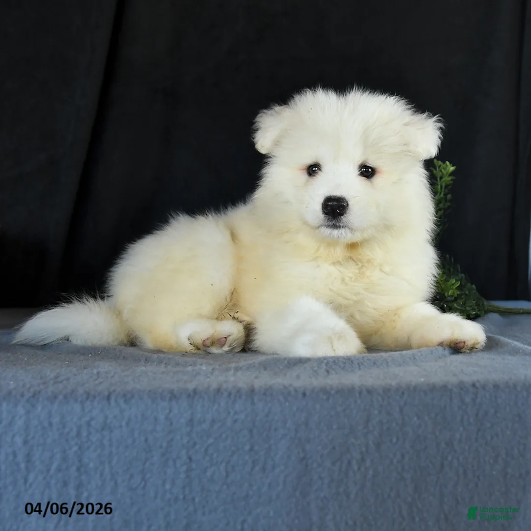 Samoyed dogs for sale: Darrell - Ad 2
