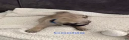 Pug dogs for sale: AKC, Cookie - Ad 3