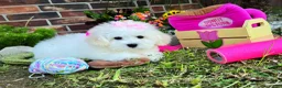 Maltese dogs for sale: Princess - Ad 4
