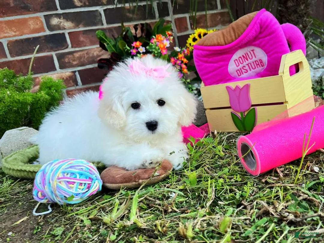 Maltese dogs for sale: Maltese litter of 3 puppies - Ad 11