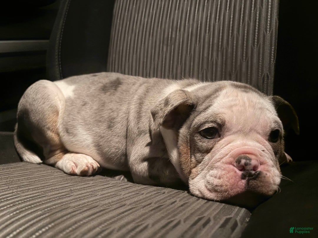 Olde English Bulldogge dogs for sale: Mr. Pibb! - Ad 1