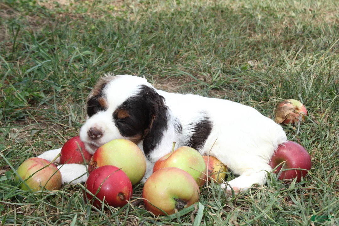 Cocker Spaniel dogs for sale: Candy - Ad 2