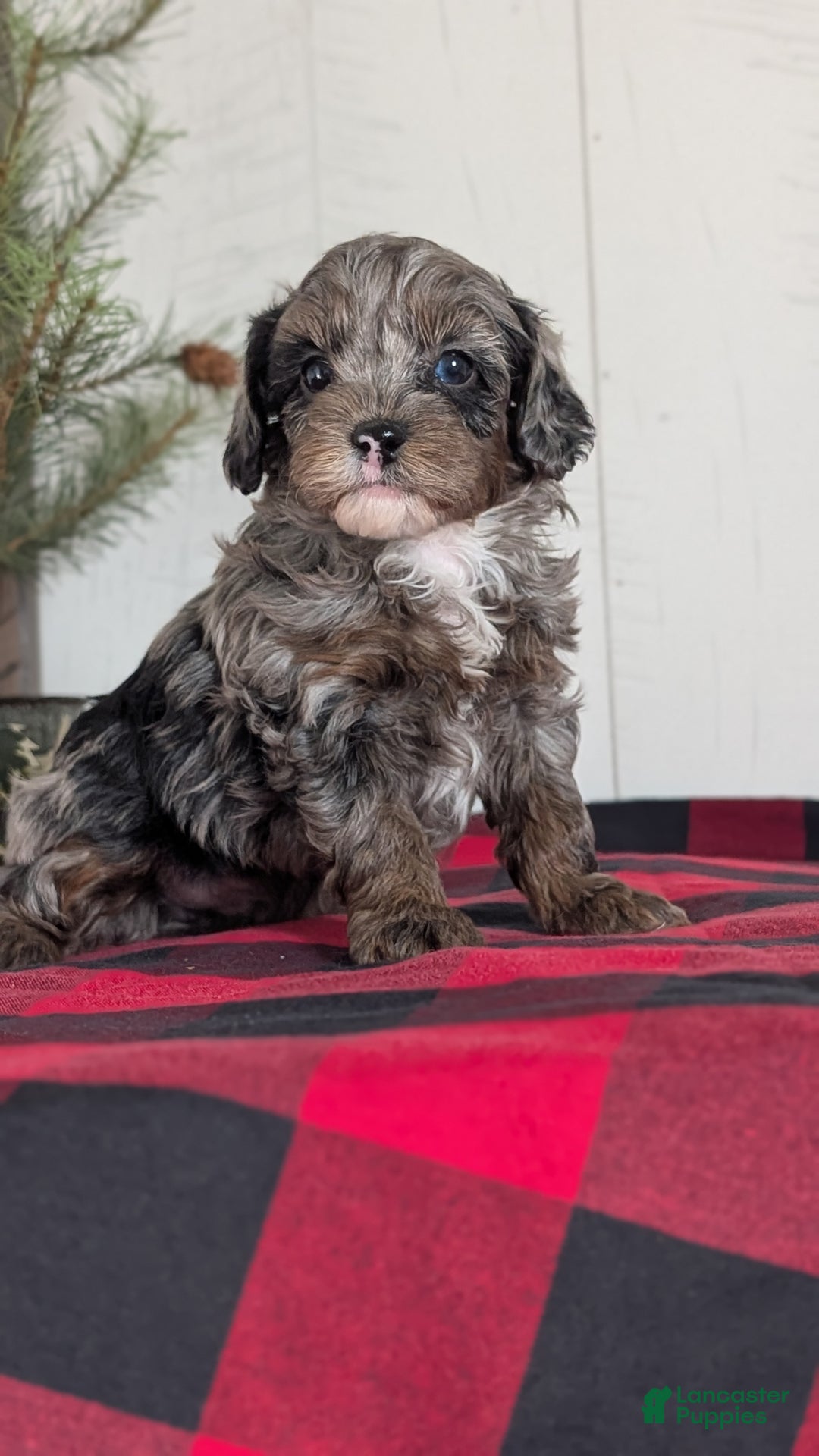 Cockapoo dogs for sale: Scout - Ad 3
