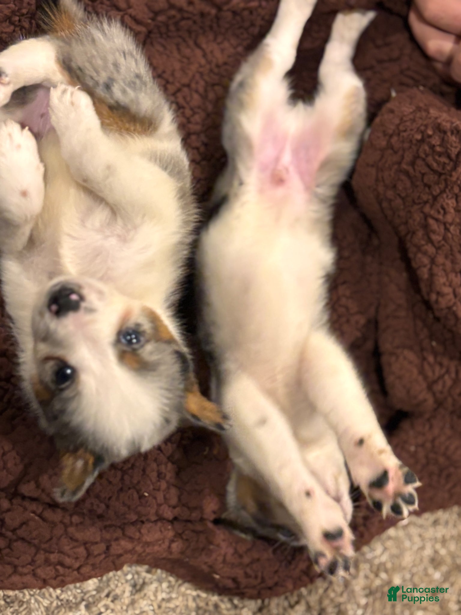 Mixed Breed dogs Mixed Breed Puppy 3 - Ad 11