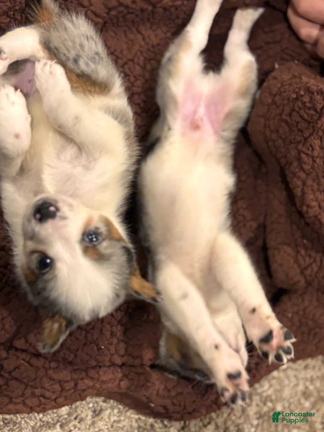 Mixed Breed dogs for sale: Mixed Breed Puppy 3 - Ad 1