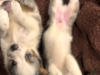 Mixed Breed dogs Mixed Breed Puppy 3 - Ad 11