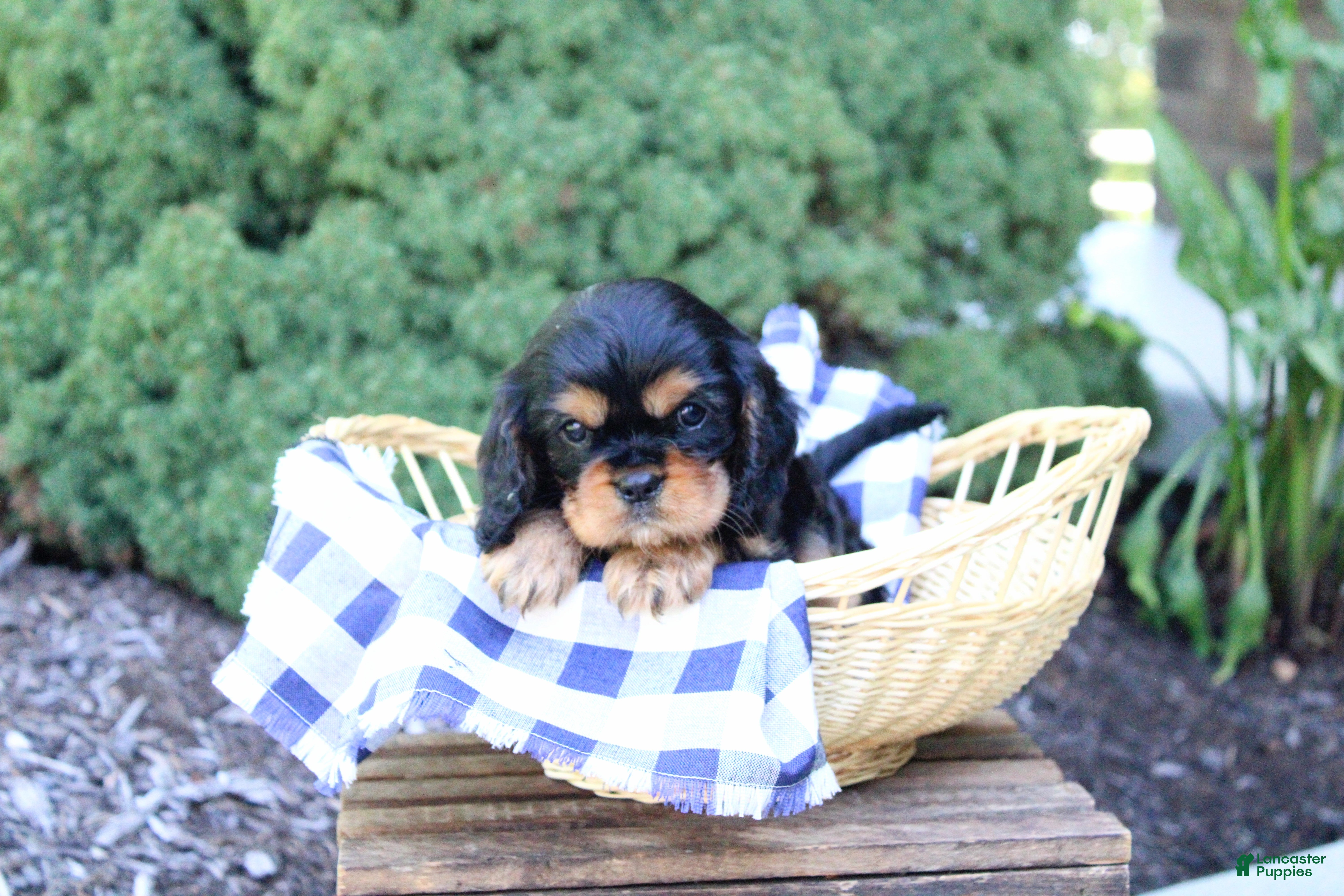 Cavalier King Charles Spaniel dogs Bella - Ad 1