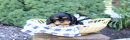 Cavalier King Charles Spaniel dogs for sale: Bella - Ad 1