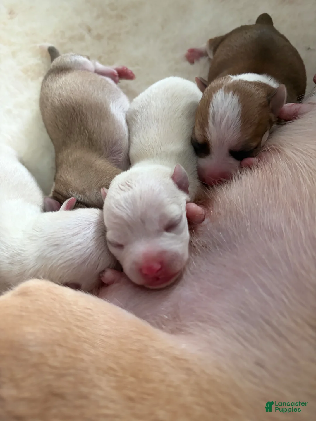 Mixed Breed dogs for sale: Mixed Breed Puppy 1 - Ad 1