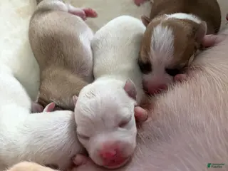 Mixed Breed dogs for sale: Mixed Breed Puppy 1 - Ad 2