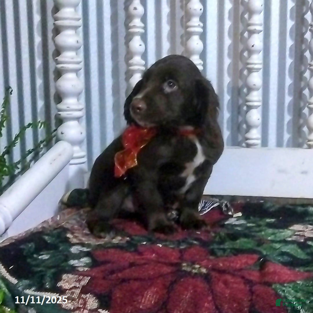 English Cocker Spaniel dogs for sale: Dallas - Ad 8