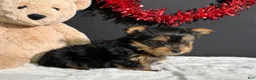Yorkshire Terrier dogs for sale: Charlie - Ad 3