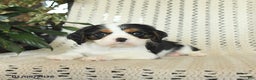 Cavalier King Charles Spaniel dogs for sale: Champ   - Ad 3