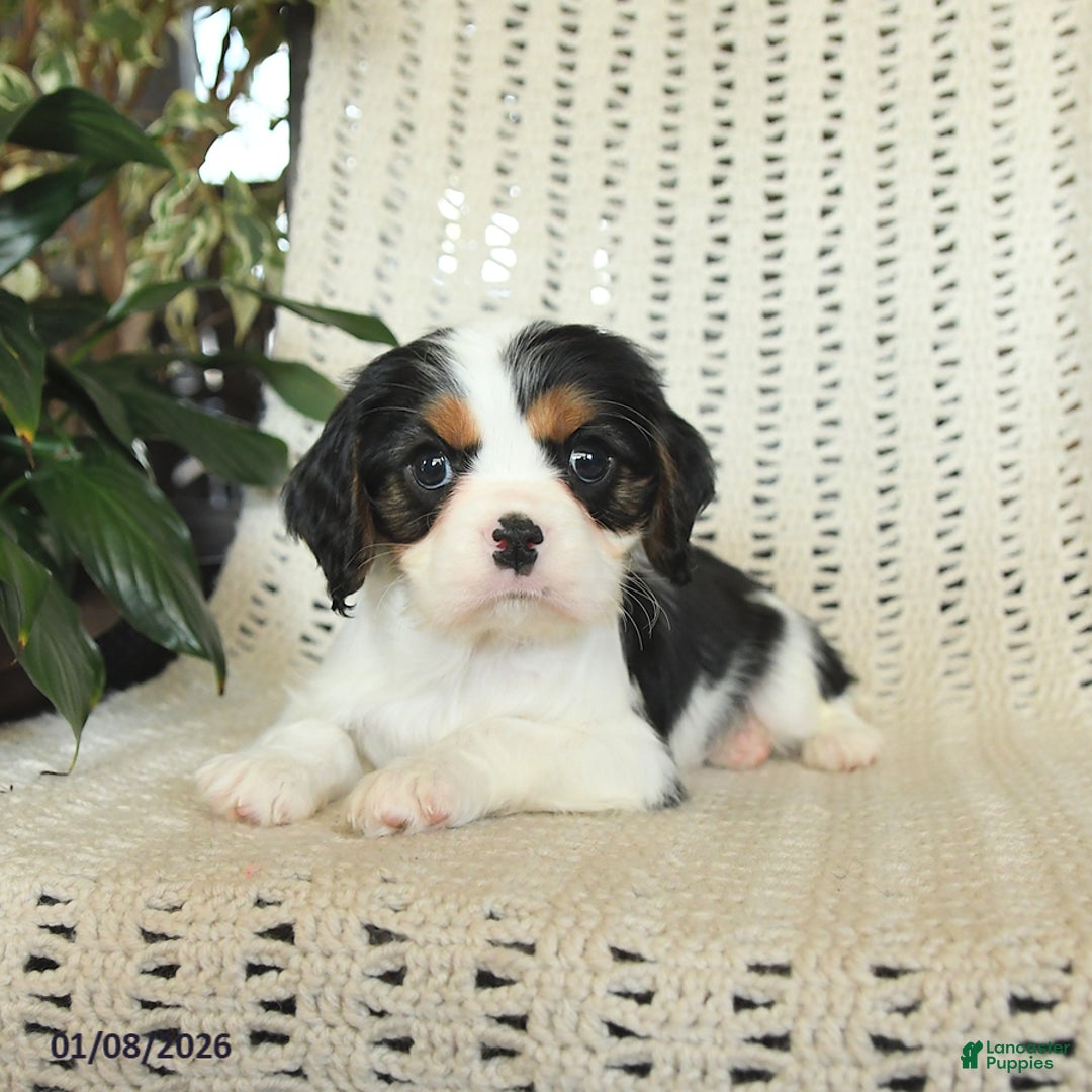 Cavalier King Charles Spaniel dogs for sale: Champ   - Ad 3
