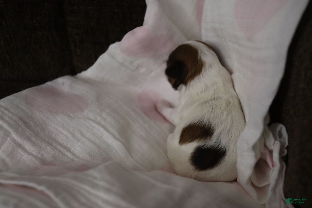 Havanese dogs for sale: Sugar Bun - Ad 11