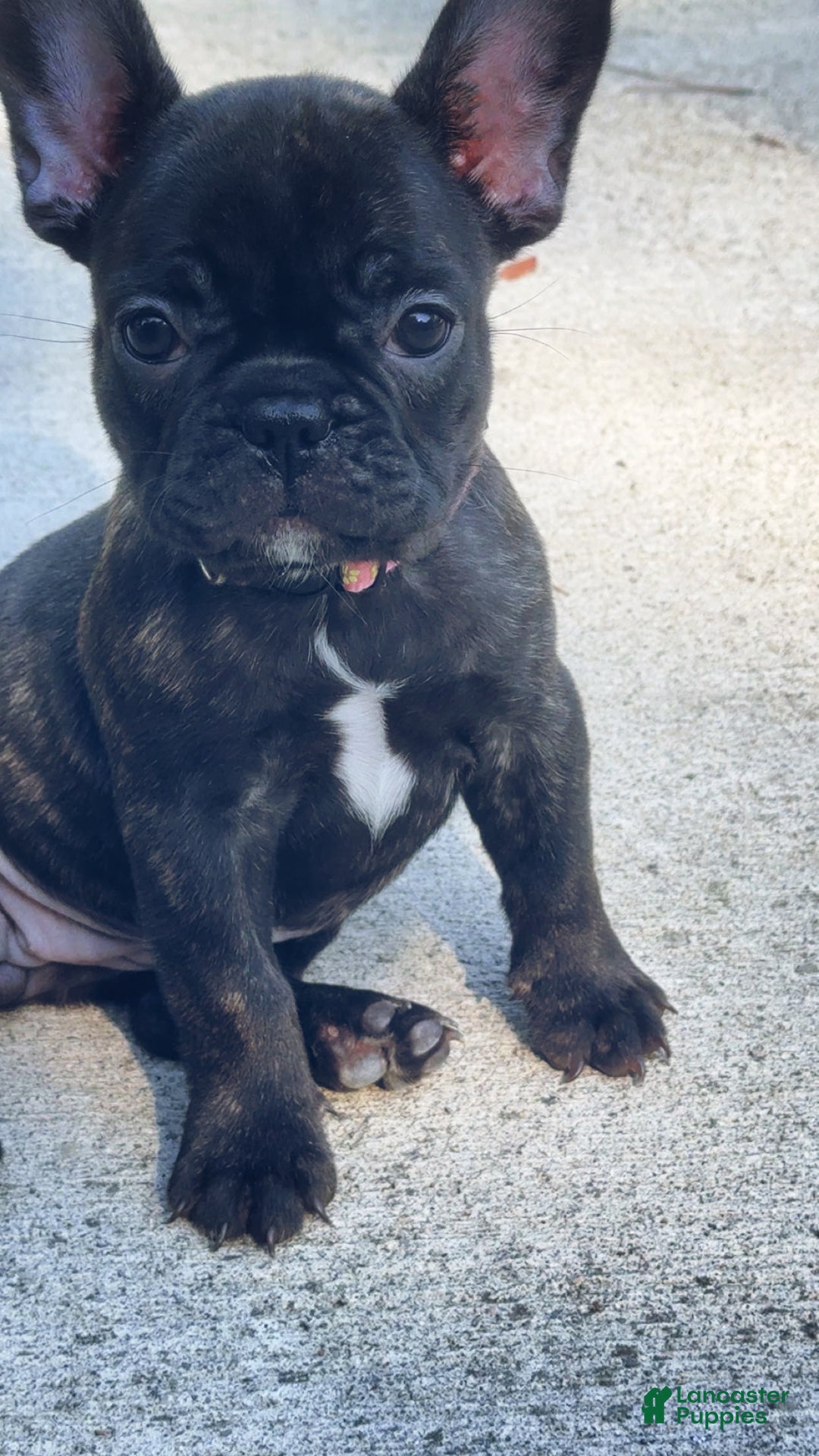 French Bulldog dogs for sale: French Bulldog Puppy 2 - Ad 10