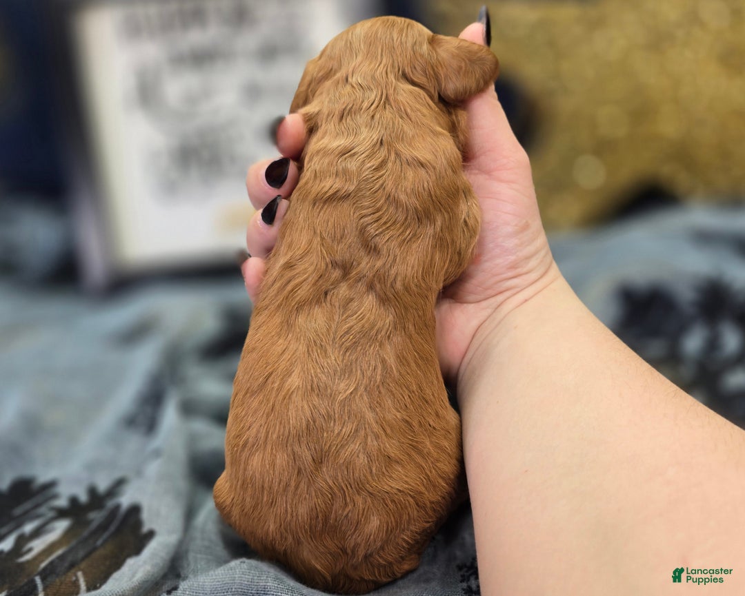 Cavapoo dogs for sale: Beanie - Ad 7