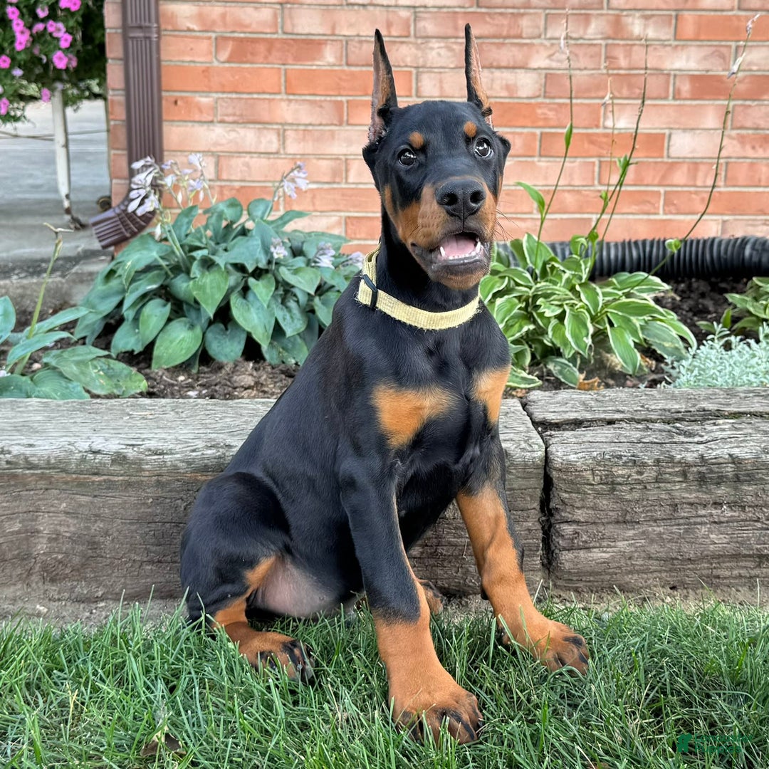 Doberman Pinscher dogs for sale: Selene - Ad 22