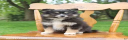 Pomsky dogs for sale: Smokey - Ad 1