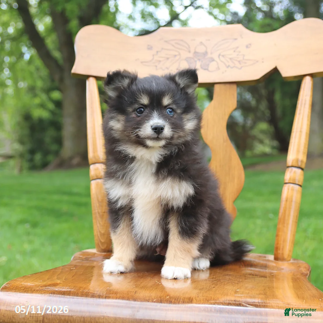 Pomsky dogs for sale: Smokey - Ad 1