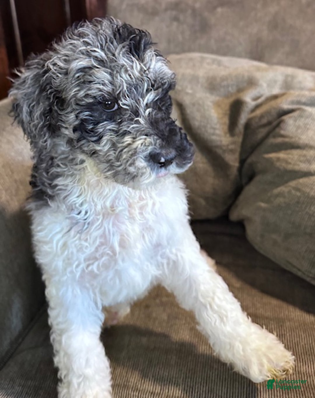 Standard Poodle dogs for sale: Standard Poodle Puppy 4 - Ad 1