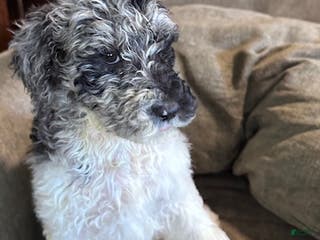 Standard Poodle dogs Standard Poodle Puppy 4 - Ad 16