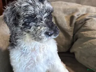 Standard Poodle dogs Standard Poodle Puppy 4 - Ad 31