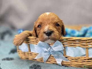 Cavapoo dogs Flannel - Ad 12