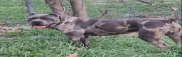 Cane Corso dogs for stud: BLUE MERLE STUD - Ad 5