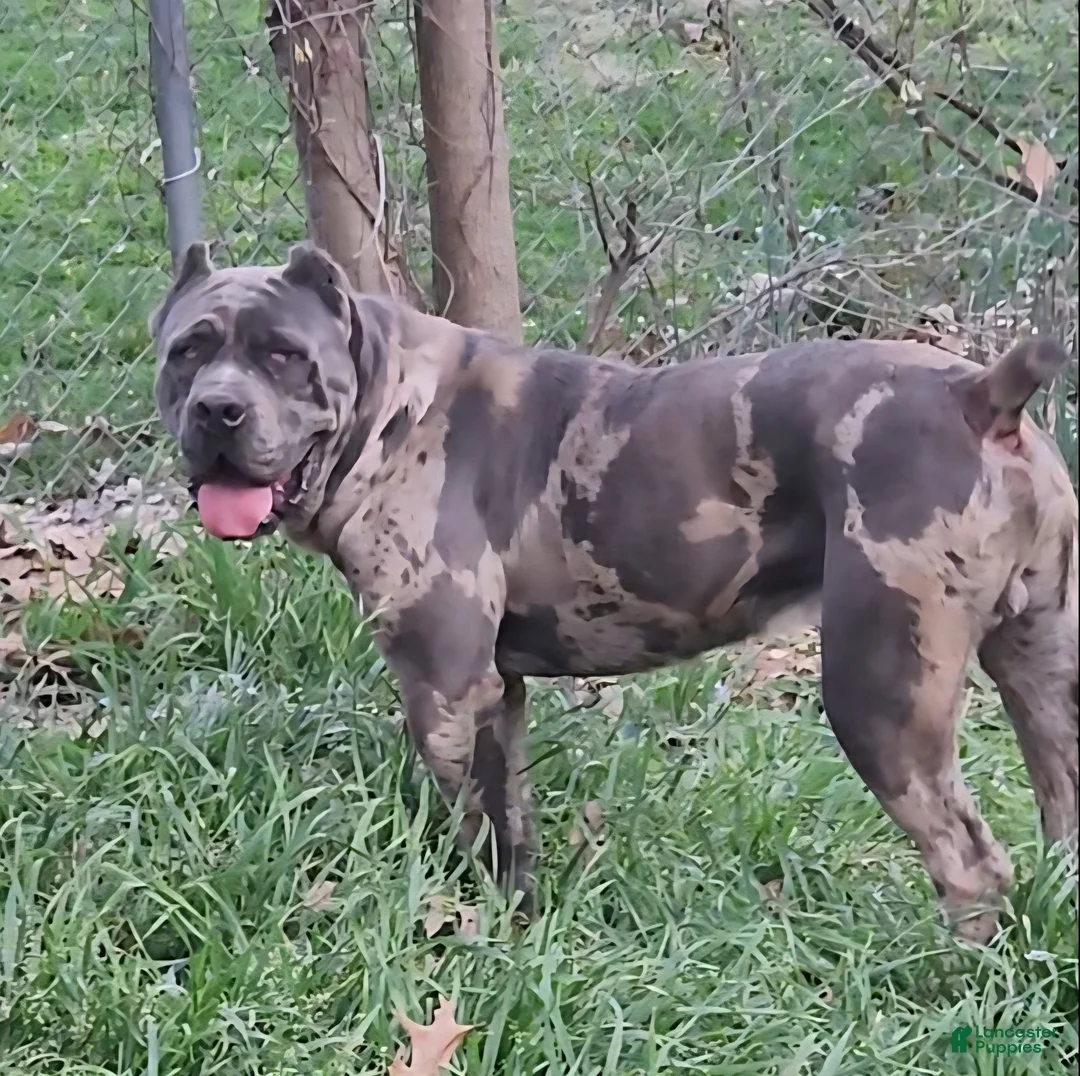 Cane Corso dogs for stud: BLUE MERLE STUD - Ad 5