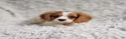 Cavalier King Charles Spaniel dogs for sale: Cavalier King Charles Spaniel 1 - Ad 8