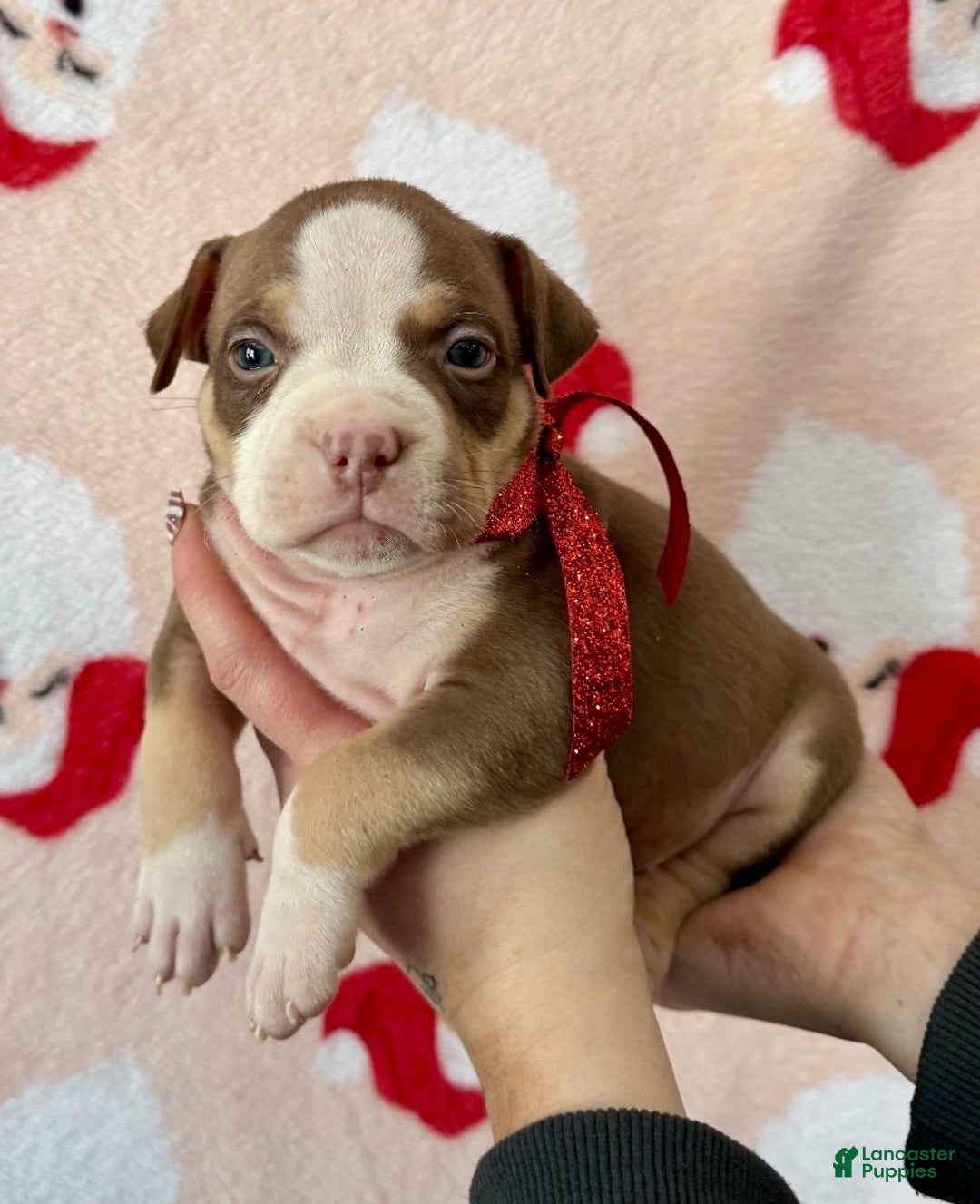 American Bully dogs for sale: Joker - Ad 2