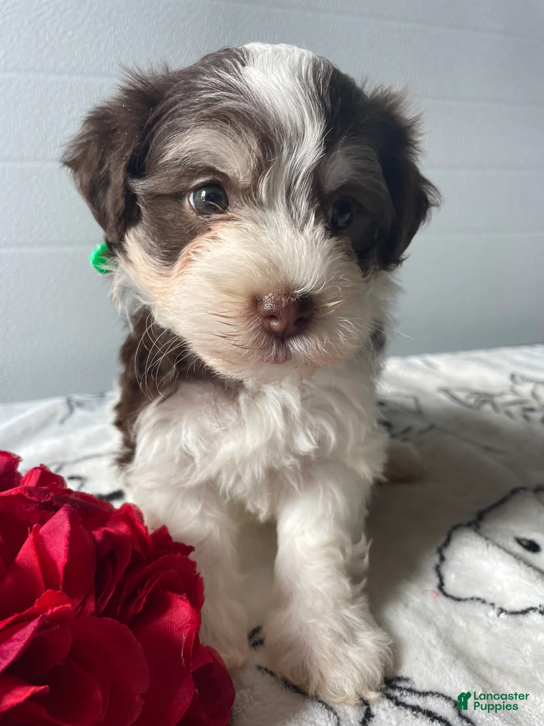 Havanese dogs for sale: Romper - Ad 2