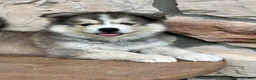 Pomsky dogs for sale: Teddy - Ad 5