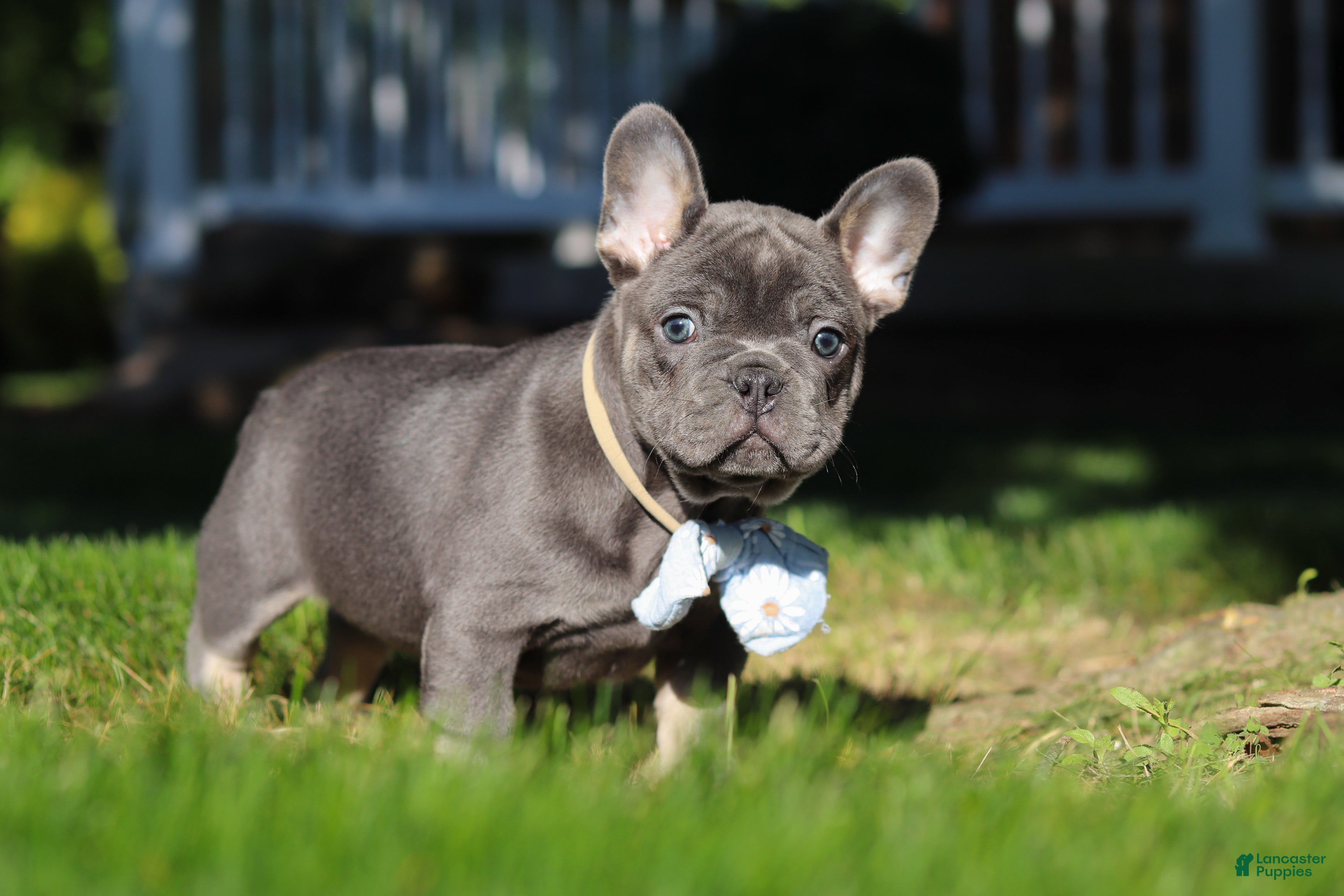 French Bulldog dogs for sale: Marshall - Ad 4