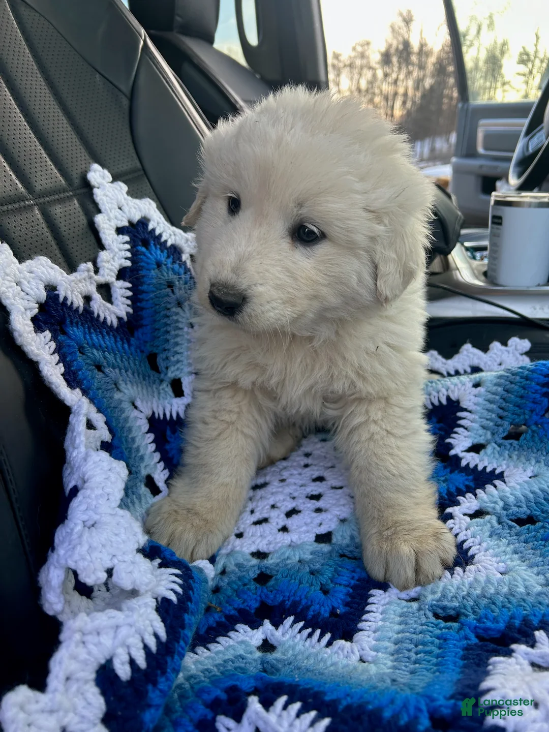 Mixed Breed dogs for sale: Mixed Breed Puppy 1 - Ad 1