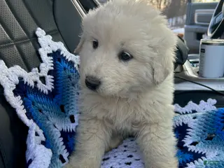 Mixed Breed dogs Mixed Breed Puppy 1 - Ad 3