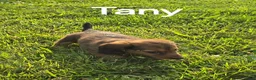 Dachshund dogs for sale: Tany - Ad 2