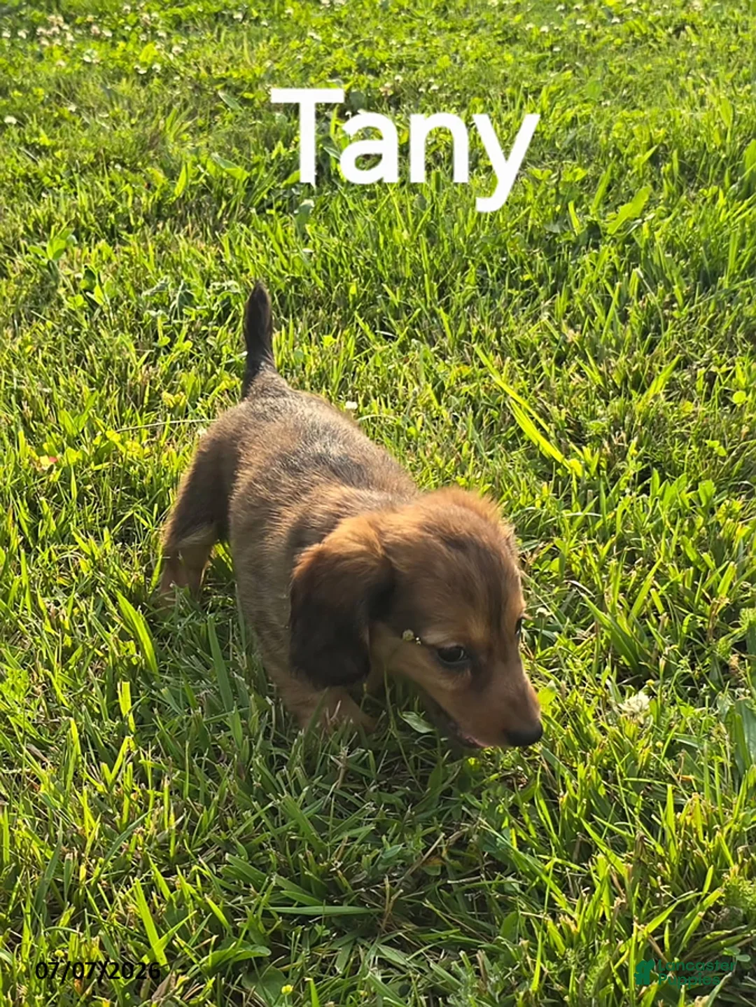 Dachshund dogs for sale: Tany - Ad 2